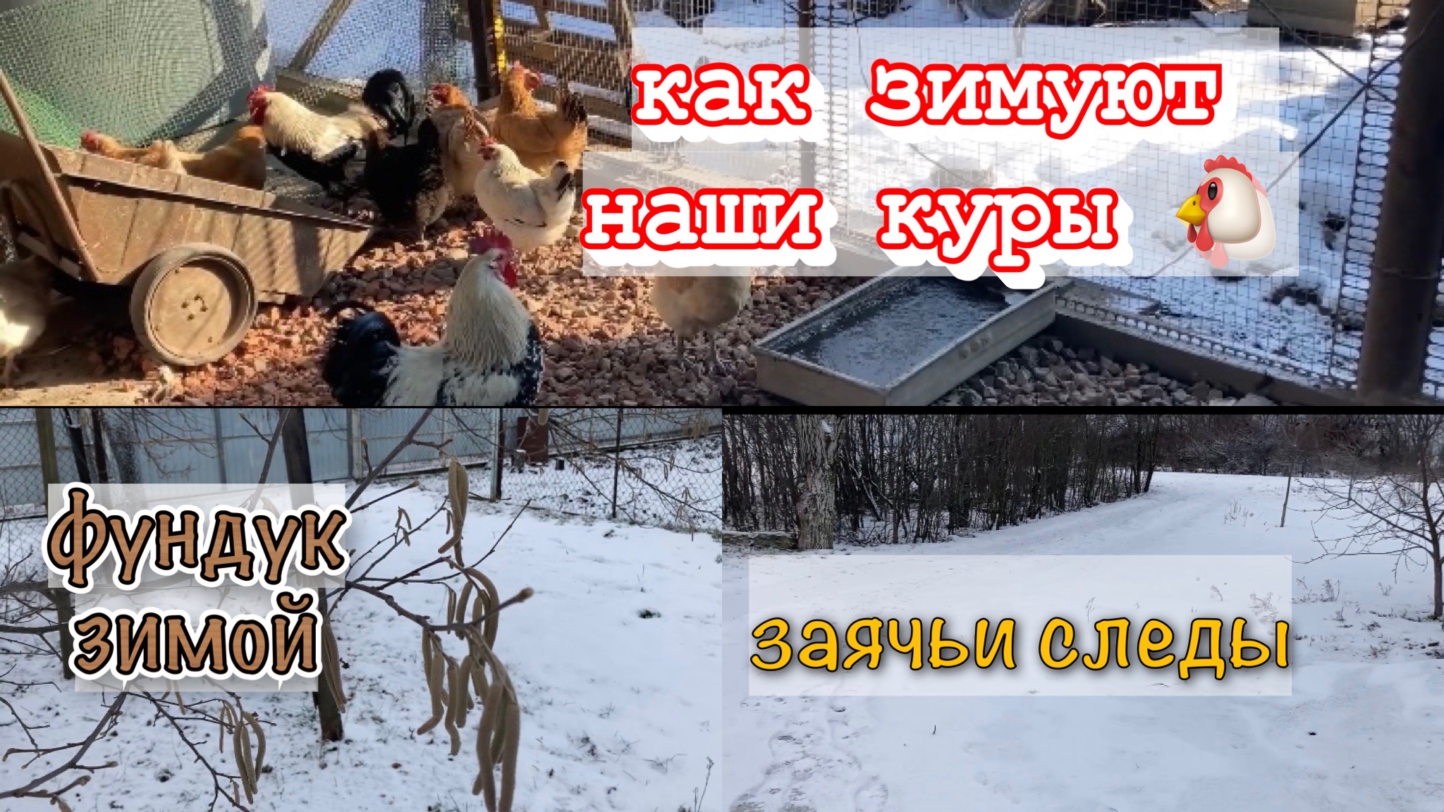 Навес над курятником/Как зимуют наши куры/Зимний огород/Заячьи следы/Незнакомый след/2022/