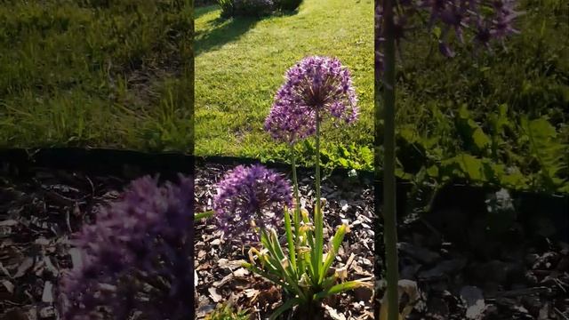 Allium Violet Beauty Декоративный лук #аллиум #декоративныйлук #бодровцветовод