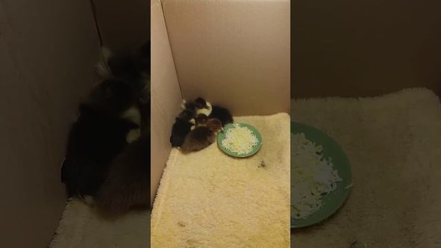 Индоутки. 11-я часть. 34-й день инкубации индоутиных яиц. смотреть онлайн