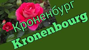 Роза Кроненбург.