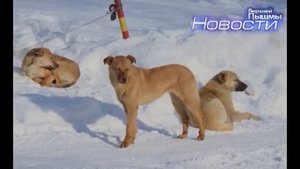 2903_Собаки нападают на людей