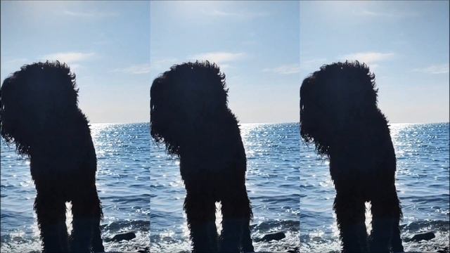 Чëрный терьер, море, солнце! смотреть онлайн