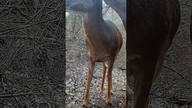 Ginger and Pepper are two spicy sisters that live at the sanctuary. Animal vids @thegreeneyegardene