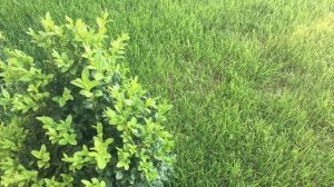 Готовим самшит зимовать