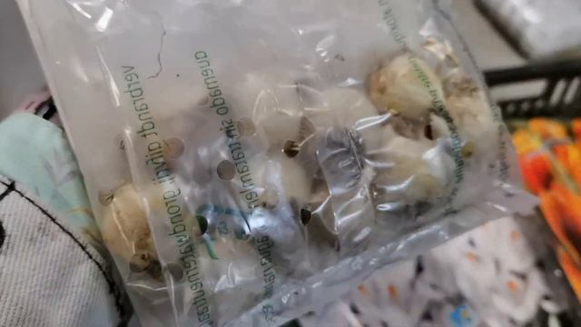 Лилии, тюльпаны, мелколуковичные смотреть онлайн