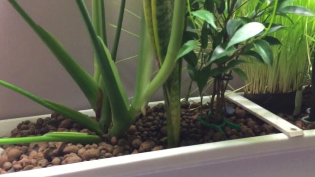 Фитофильтр своими руками и отсадник для малька смотреть онлайн