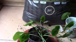 ПИЛЕЯ ПЕПЕРОМИЕВИДНАЯ.   ЗАМЕЧАТЕЛЬНЫЕ КОРЕШКИ ЗА КОРОТКОЕ ВРЕМЯ!