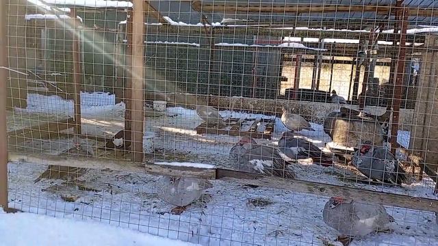 Как правильно поить уток зимой. Можно ли давать уткам снег. Почему утки улетают из хозяйства смотреть онлайн