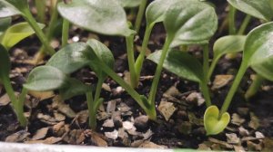 ХОСТА ИЗ СЕМЯН восьмая часть