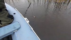 Рыбалка на Янисъярви. Ловим щук на капканы. GLADIATOR E450 против волны