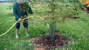 Груша Перун