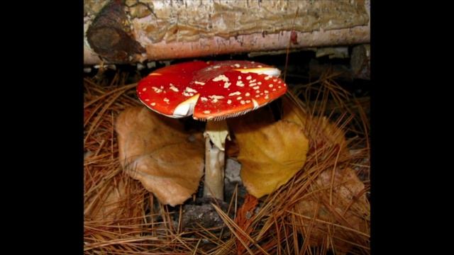 Amanita muscaria.
