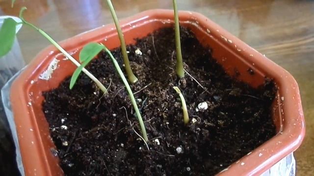 Анона (лат. Annona)