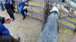 ЧЕТЫРЕХРОГИЙ БАРАН НА БАЗАРЕ В ЧЕЧНЕ