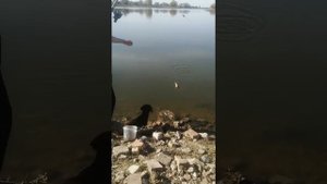 Красноперка на червя. Река Берекет