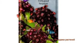 Гвоздика турецкий Турецкая Нигриканс ? обзор: как сажать, семена гвоздики Турецкая Нигриканс