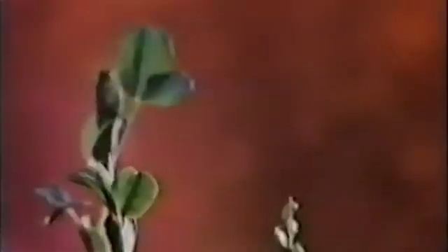 Развитие растения из семени. смотреть онлайн