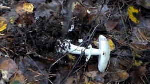 Гриб Бледная поганка. Яд не разлагается при любой обработке