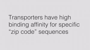 Zip Code Hypothesis