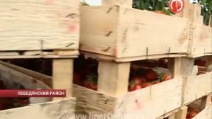 Клубника из Липецкой области в Москве нарасхв...