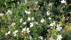 Мальва мускусная / Просвирник мускусный / Malva moschata