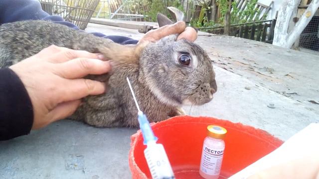 Вакцинація кролів. ЗДОРОВИЙ КРОЛИК. смотреть онлайн