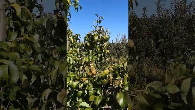 Груша Конференция на ИС2-10. смотреть онлайн