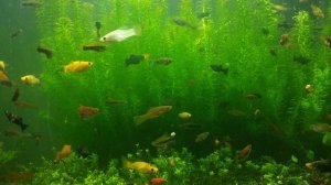 25.11 Выпустил скрещённых самок в общий аквариум.