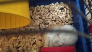 Что делать если потерялся хомяк 🐹