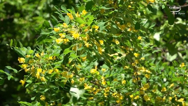 Какая красивая музыка Сергея Грищука - Чародейка Любовь смотреть онлайн