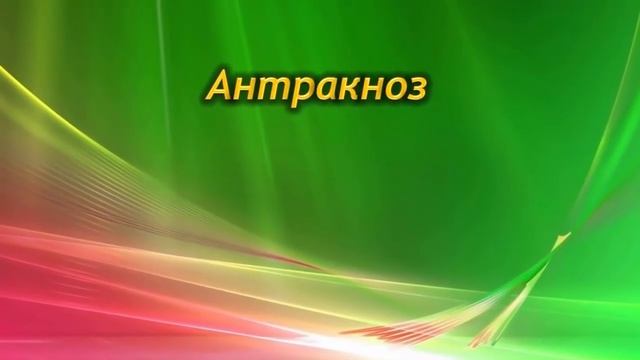 Как Спасти Маранту??? Болезни и вредители Маранты.