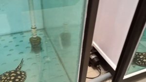Дискусы из Апшеронска на Азиатской разводне дискусов 3.