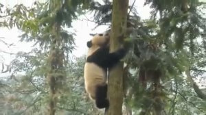 Реально смешные панды  Funny panda