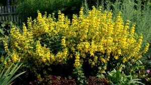 Какие цветущие многолетники нужно делить и пересаживать осенью