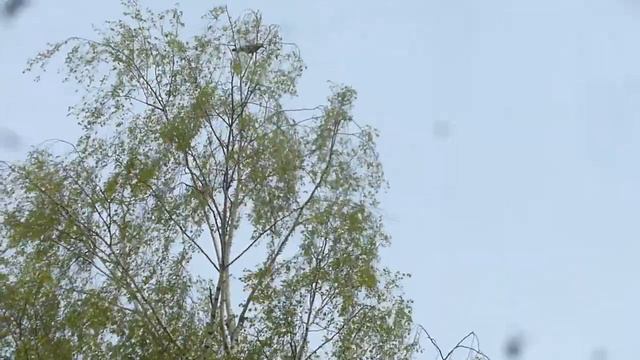 Рейд мая #1 + боевой котег смотреть онлайн