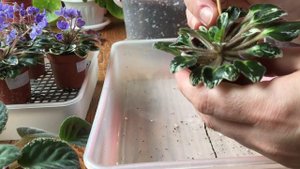 Мини фиалки.Обзор.Уход.Говорушки. Mini violets. Review. I say.