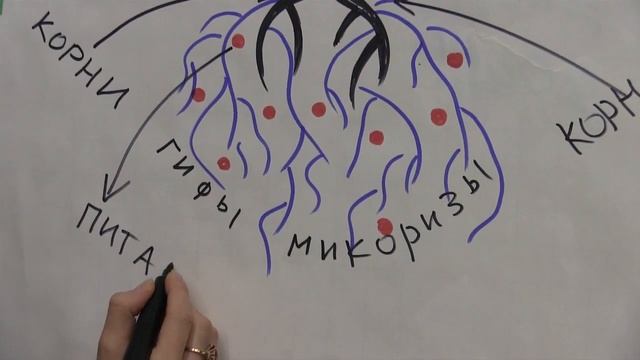 Опыт №9010. Декабрист сошел с ума