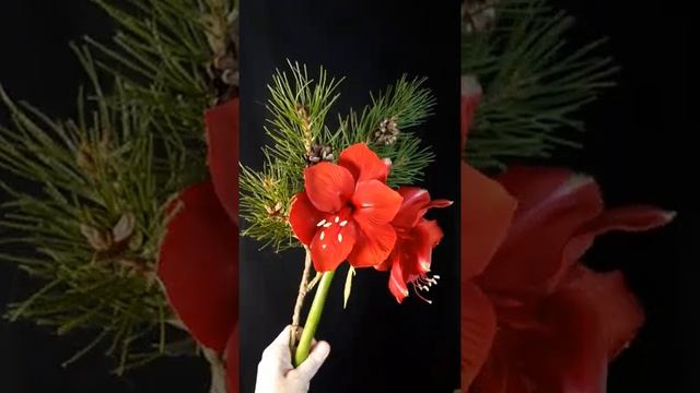 Сосна, Амариллис из холодного фарфора смотреть онлайн