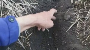 Сеем подсолнечник новым анкером на сз2.1