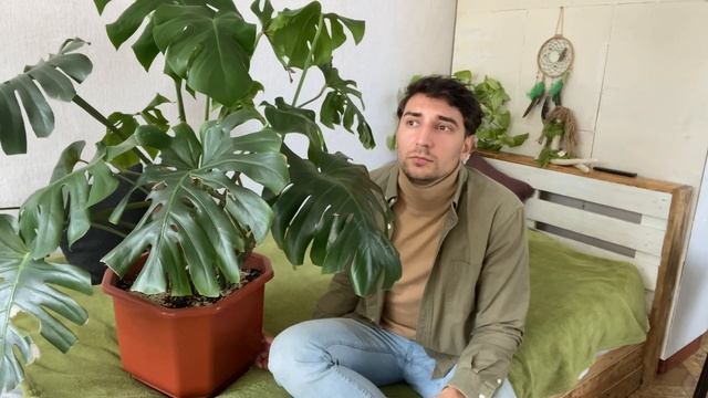 Моя монстера, уход и условия содержания     #monstera  #комнатныерастения #растения #моирастения
