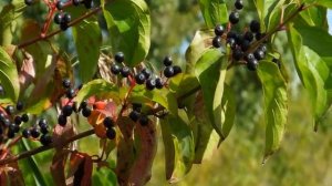 Засентябрило...