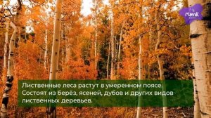 Самые интересные и важные факты о лесе