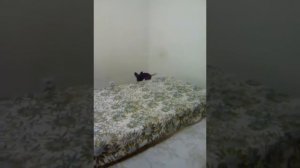 Чем кормить русского той терьера