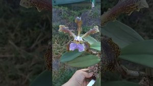 Cattleya schilleriana coerulea ('Bravim' x 'Santa Teresa')