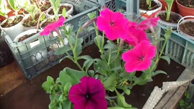 Как нас обманывают с семенами. Экология Красноярска! смотреть онлайн