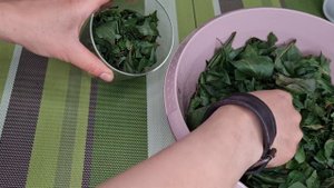 Ферментация абрикосового листа от А до Я. Как ферментировать листья абрикоса для чая