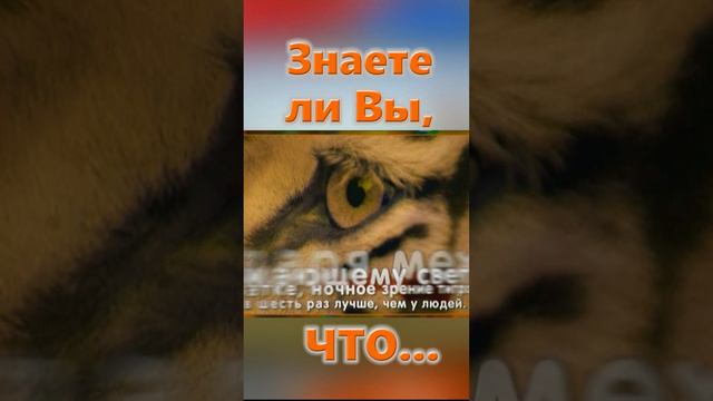 Знаете ли Вы, Что? Тигр смотреть онлайн