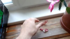 Цветок декабрист уход в домашних условиях, проблемы