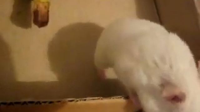 Хомяк тащится! СИРИЙСКИЙ ХОМЯК /Домашние хомяки/ВИДЕО ПРО ХОМЯКОВ