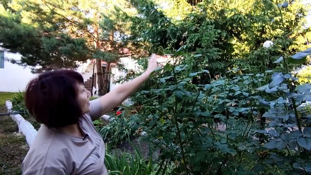 Как обрезать розы после цветения, чтобы они повторно зацвели.